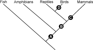 cladogram template